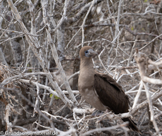 Galapagos-Tiere3.jpg